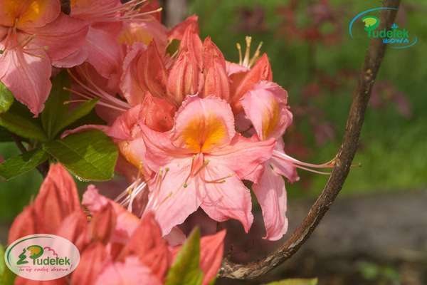 Azalia Strawberry Ice